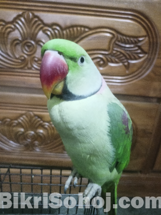 Alexander parrot